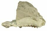 Oligocene Fossil Camelid (Poebrotherium) Mandible - Wyoming #269900-2